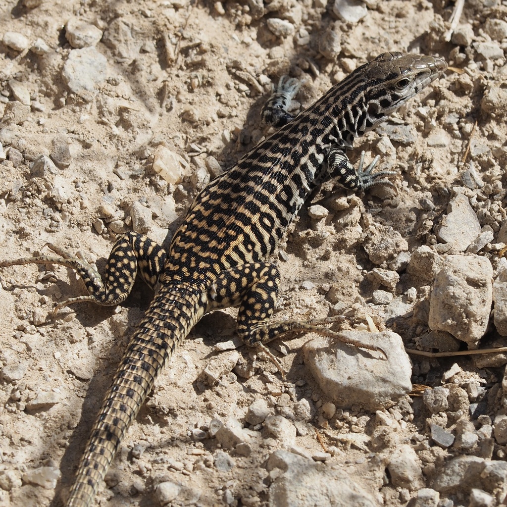 Common Checkered Whiptail From Big Bend National Park, Terlingua, TX ...