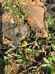 Glossocardia bidens