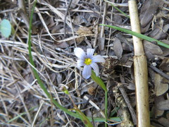 Sisyrinchium nashii