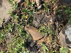 Glossocardia bidens