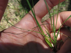 Sisyrinchium nashii