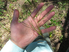 Sisyrinchium nashii