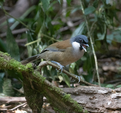 White-cheeked Laughingthrush (Pterorhinus vassali), photo 9