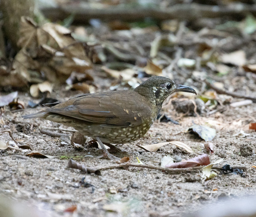 Dark-sided Thrush (Zoothera marginata), photo 9