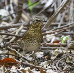 Siberian Thrush photo 2