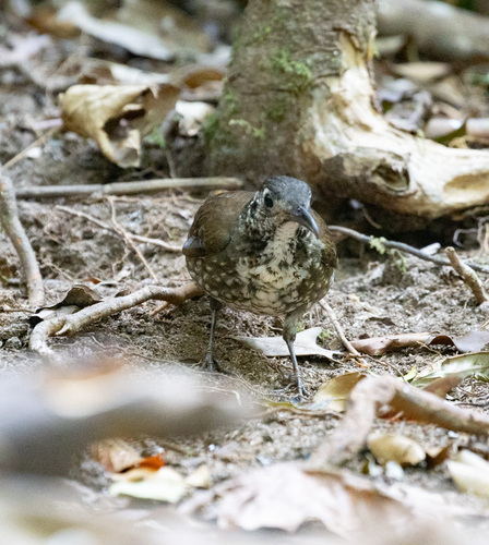 Dark-sided Thrush (Zoothera marginata), photo 2