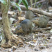Treeshrews - Photo (c) avocat, some rights reserved (CC BY-NC), uploaded by avocat
