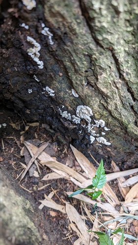 Kretzschmaria deusta