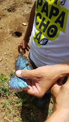 Morpho helenor narcissus