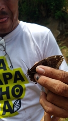 Morpho helenor narcissus