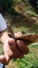 Morpho helenor narcissus