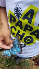 Morpho helenor narcissus