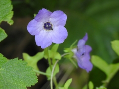 Pholistoma auritum auritum