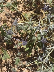 Eryngium creticum