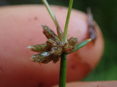 Isolepis distigmatosa