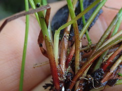 Isolepis distigmatosa