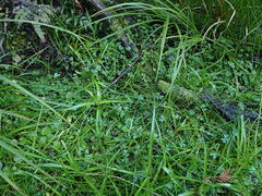 Isolepis distigmatosa