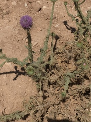 Onopordum palaestinum