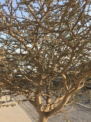 Vachellia tortilis raddiana
