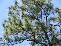 Pinus caribaea bahamensis