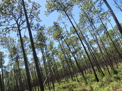 Pinus caribaea bahamensis