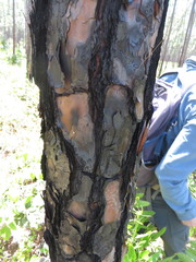 Pinus caribaea bahamensis