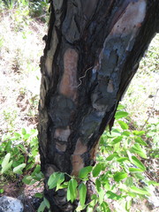 Pinus caribaea bahamensis
