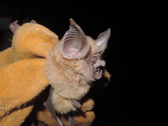 Rhinolophus eloquens