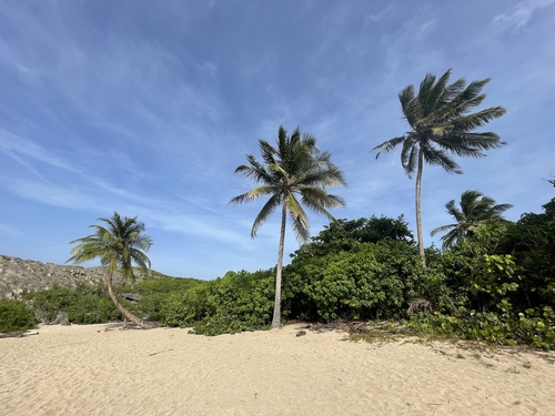 Cocos nucifera - Whole tree