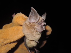 Rhinolophus eloquens