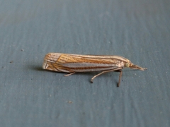 Crambus laqueatellus
