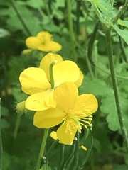 Chelidonium majus