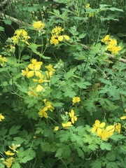 Chelidonium majus