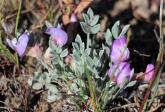 Astragalus calycosus