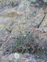 Eriogonum nudum auriculatum