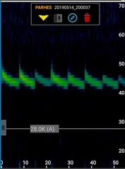 Parastrellus hesperus