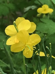 Chelidonium majus