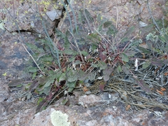 Eriogonum nudum auriculatum
