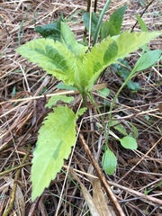 Scrophularia lanceolata