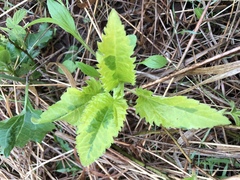 Scrophularia lanceolata