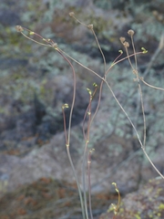 Eriogonum nudum auriculatum