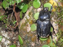 Trichogomphus mongol