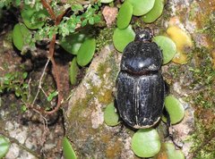 Trichogomphus mongol