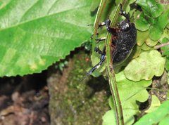 Trichogomphus mongol