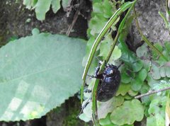 Trichogomphus mongol