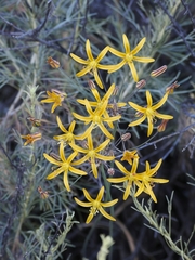 Bloomeria crocea aurea