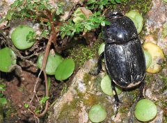 Trichogomphus mongol