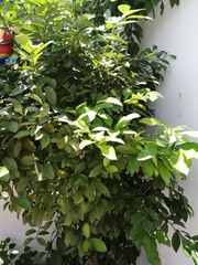 Citrus × aurantiifolia