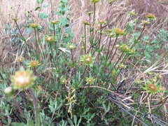 Oligogonum