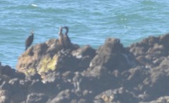 Urile penicillatus